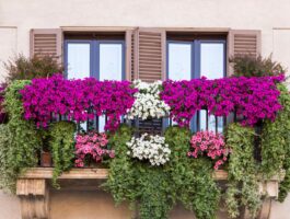 Balconi fioriti, vetrine e dehors 2021: un bando per abbellire Aosta