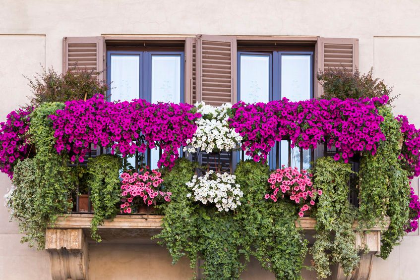 Balconi fioriti, vetrine e dehors 2021: un bando per abbellire Aosta