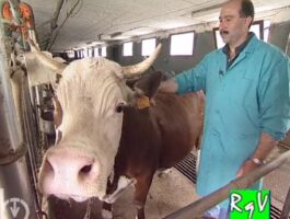 Rien qu’une vache - De l’exploitation à l’assiette (Deuxième partie)