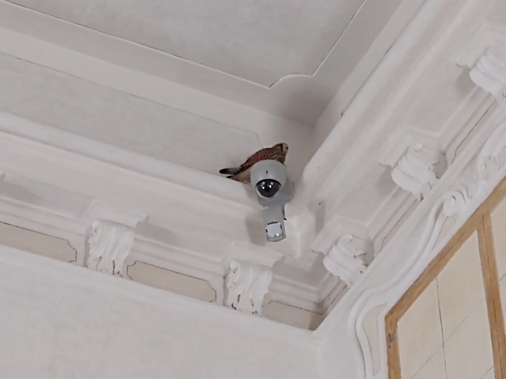 VgF e Forestale liberano un gheppio