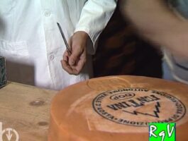 Rien qu’une vache - Consortium producteur Fontina