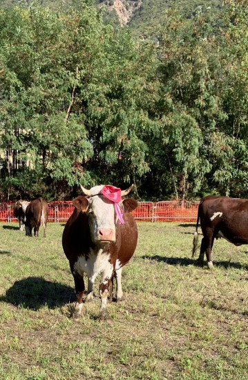 A Donnas, gli alunni vendono i prodotti del loro Orto in Condotta