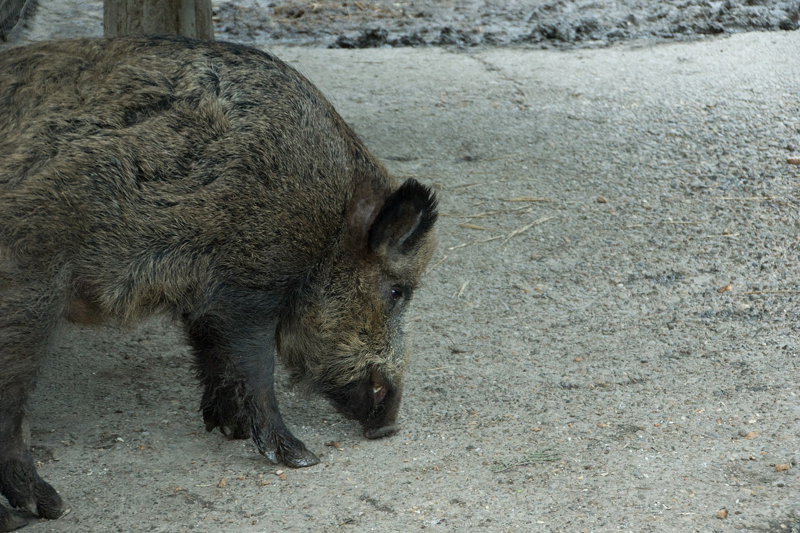 Rilevata la presenza di trichinella in un cinghiale