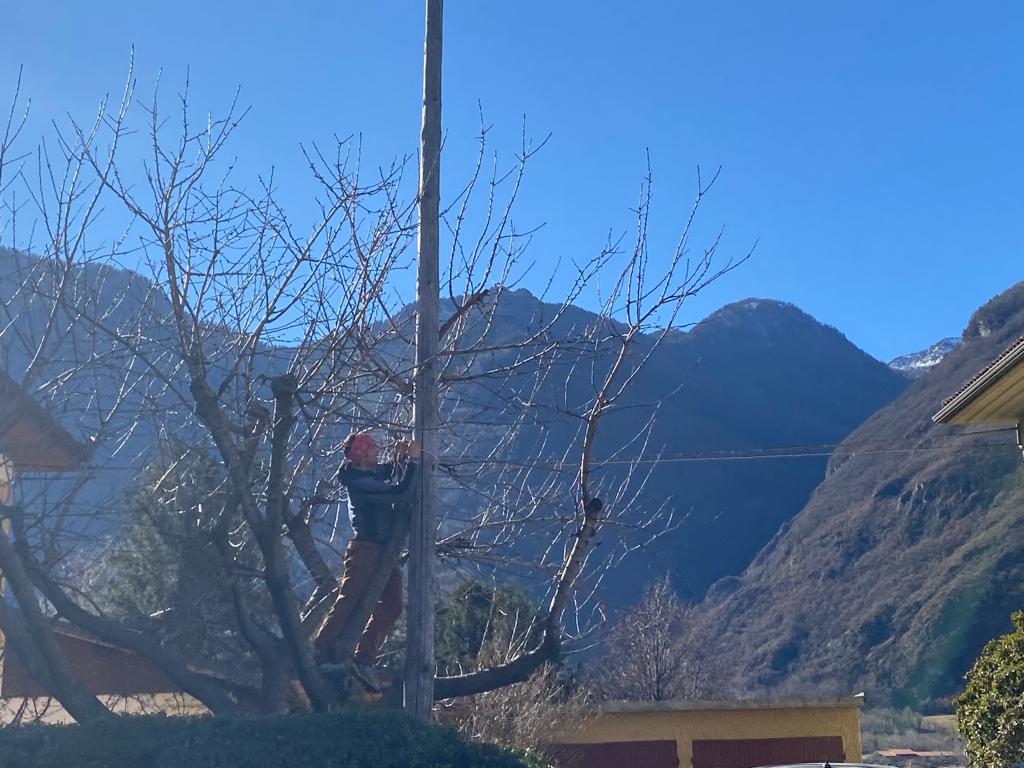 A rischio caduta la pianta del sindaco di Verrès