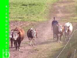 Rien qu\'une vache - Statistique et souvenirs pour raconter comme l’agriculture valdôtaine a changé