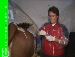 Rien qu’une vache - Une journée avec un vétérinaire (seconde partie)