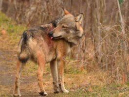 Arvier: recuperato un lupo ferito