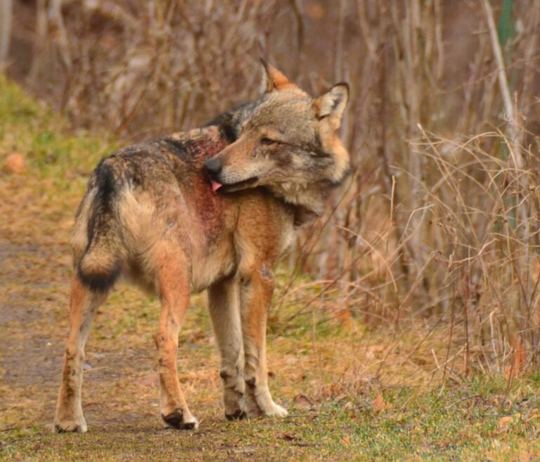 Arvier: recuperato un lupo ferito