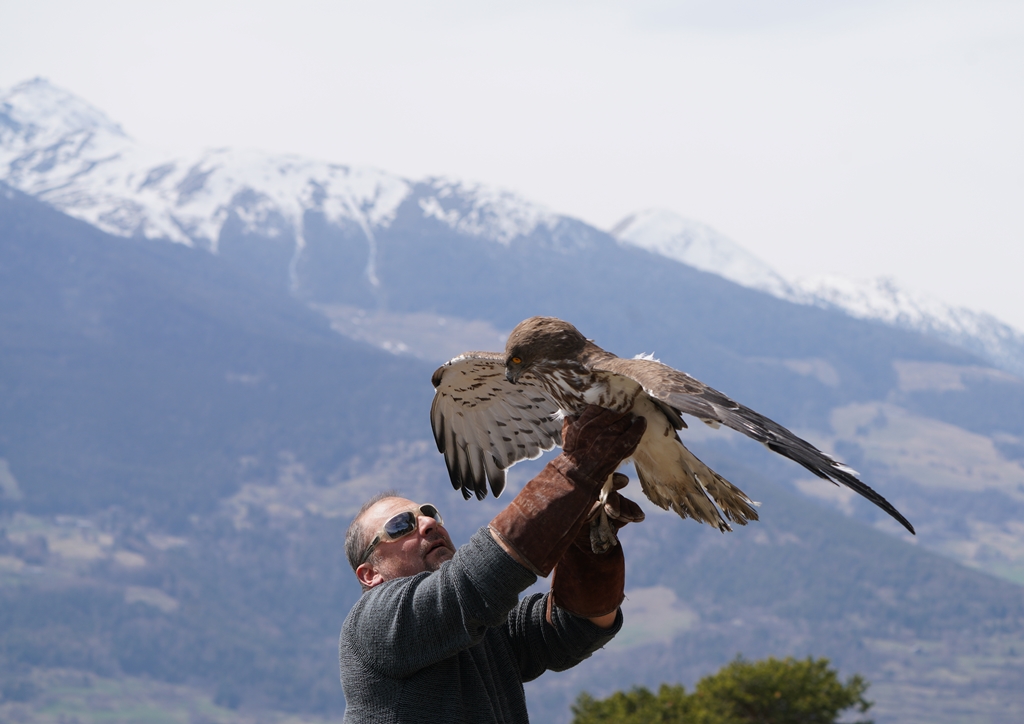 Quart: liberato un esemplare di rapace Biancone