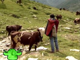 Rien qu\'une vache - Un agriculteur avec la licence en économie