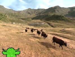 Rien qu\'une vache - Pas de vaches mais d’autres élevages plus inusuels