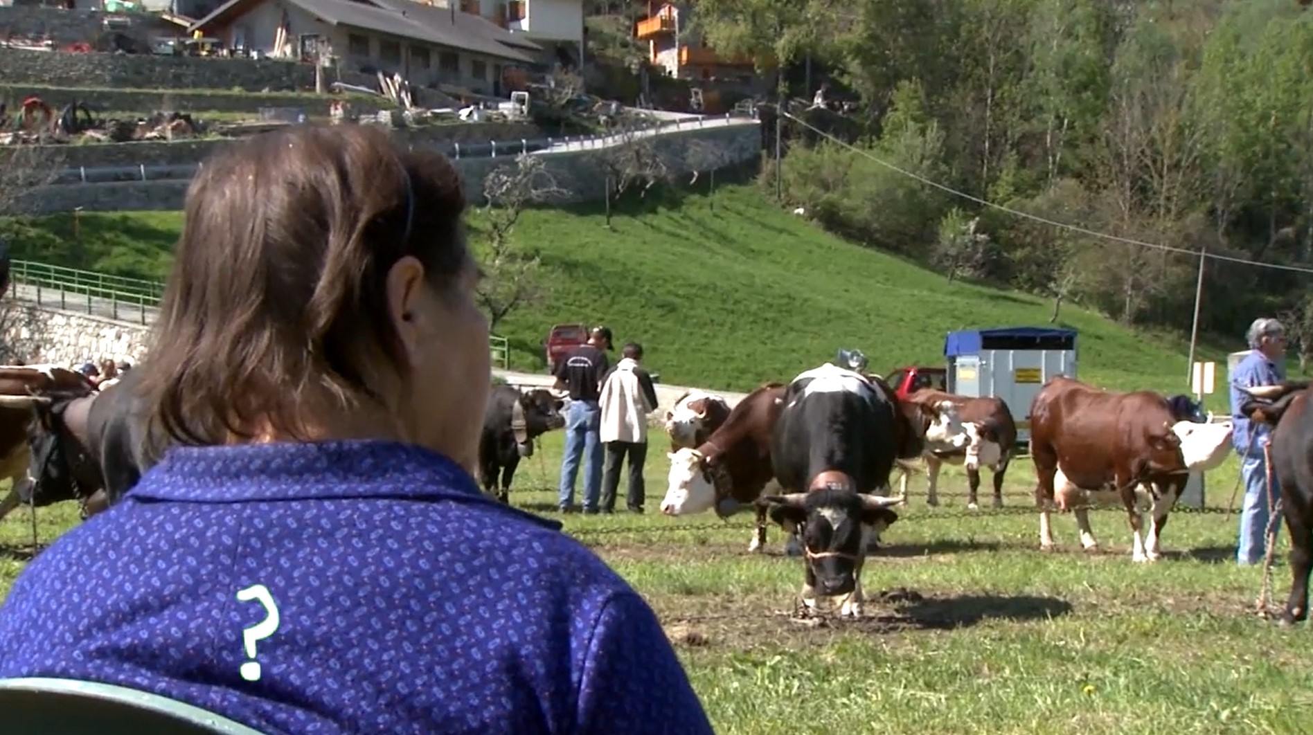 Rien qu’une vache – L’identification du veau 