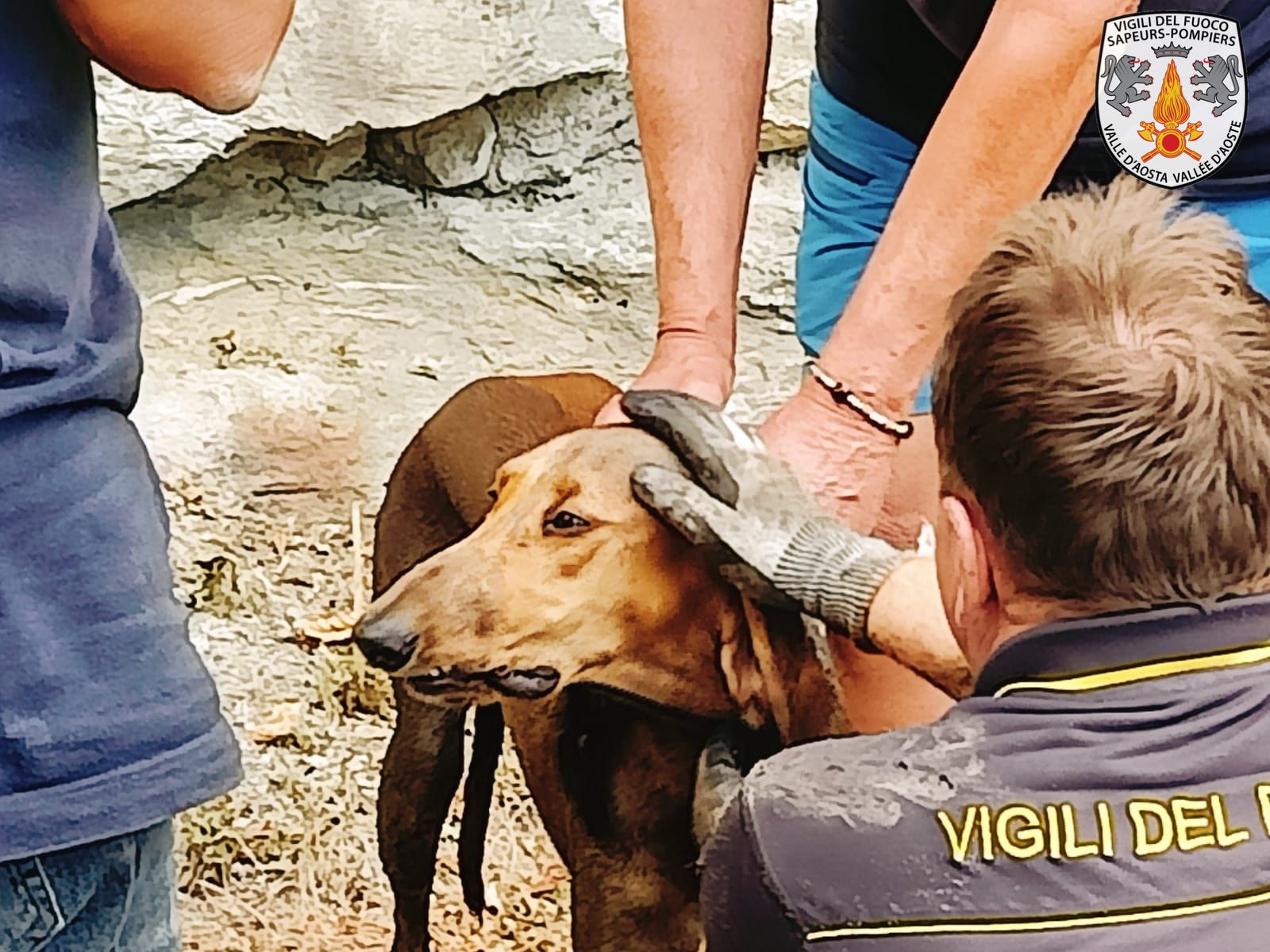 Vigili del Fuoco in soccorso di un cane incastrato in un tubo