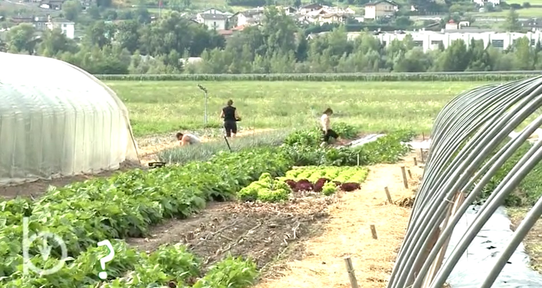 Rien qu’une vache – Levez la main si vous cultivez un jardin potager