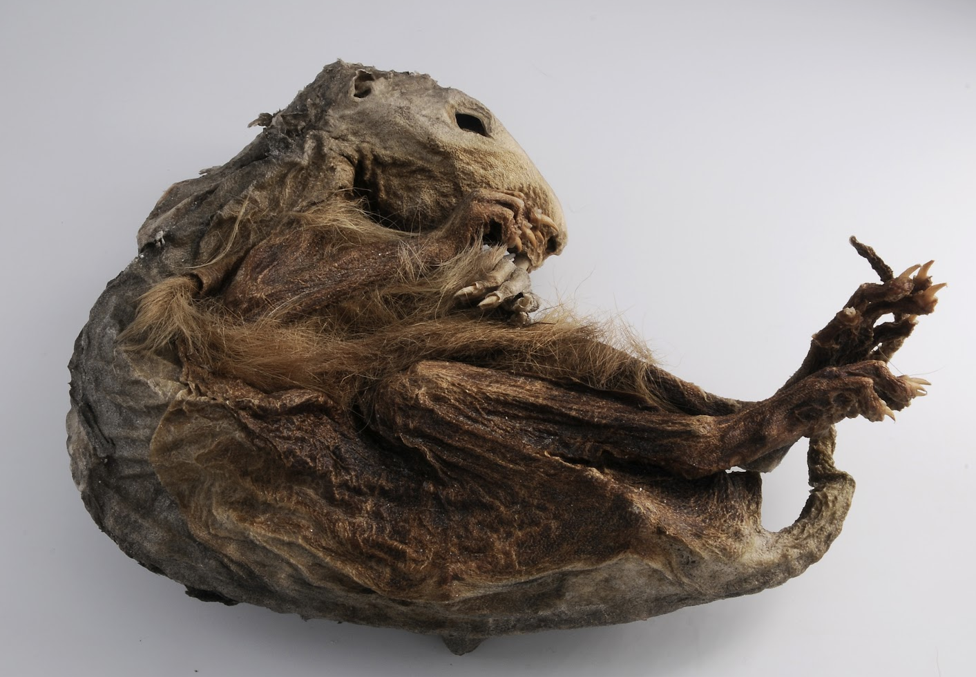 Marmotta mummificata del Lyskamm: un incontro di approfondimento