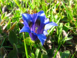 Pionieri della natura in Valle d\'Aosta