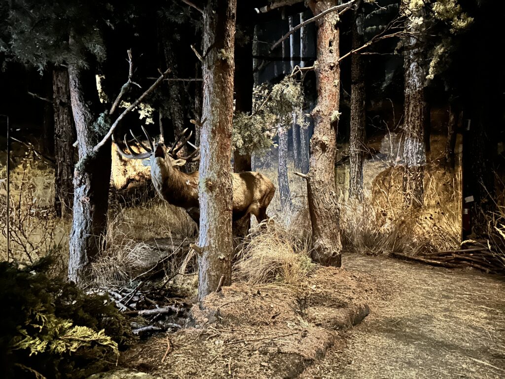 sant-pierre-museo-scienze-naturali