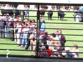 Rien qu\'une vache - Le marché des vaches laitières