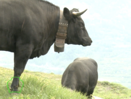 Rien qu\'une vache - De zootechnie peut-on vivre en Vallée d’Aoste ?