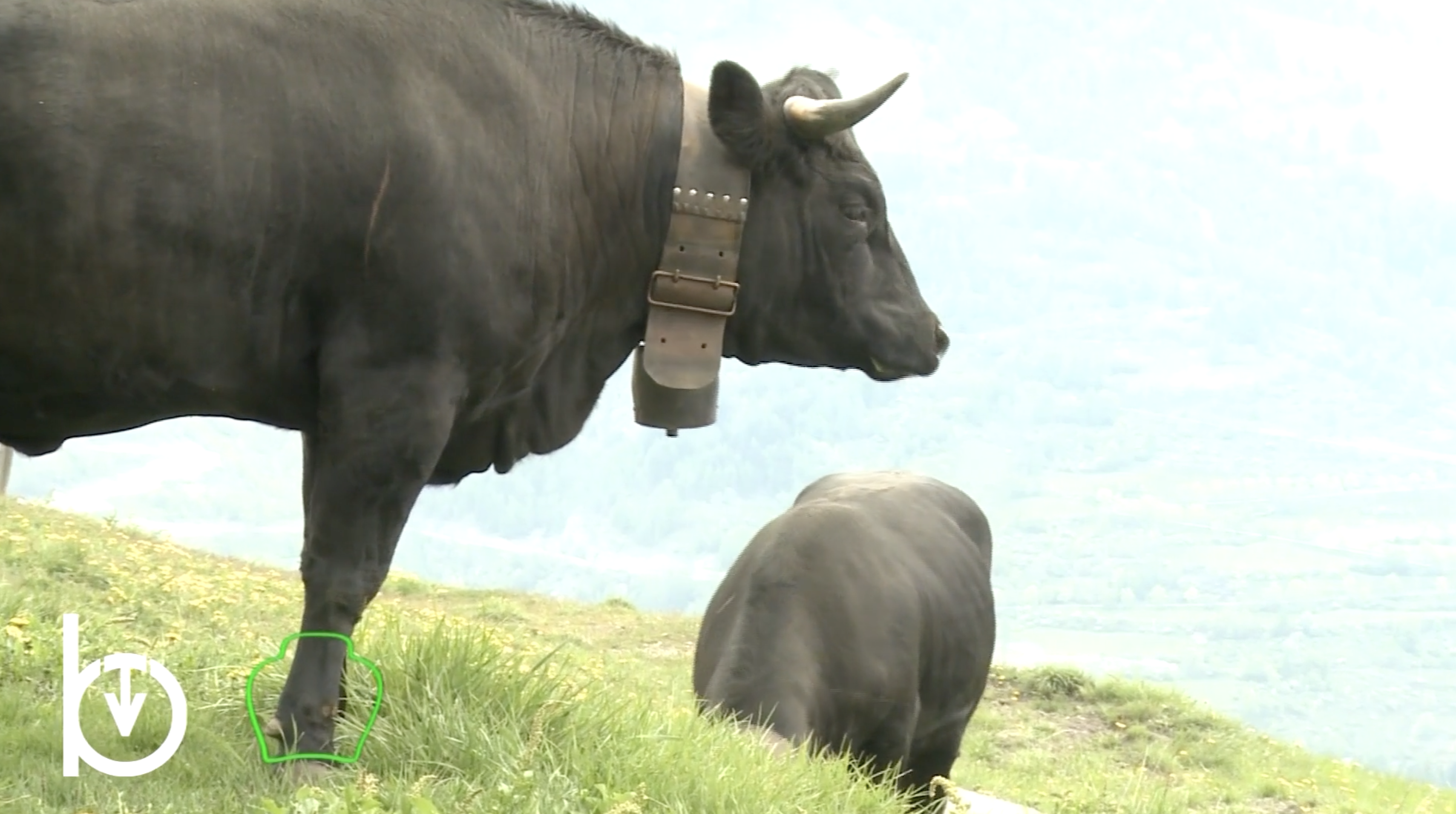 Rien qu’une vache – De zootechnie peut-on vivre en Vallée d’Aoste ?