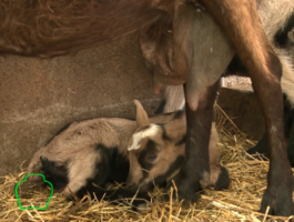 Rien qu\'une vache - Élever des chèvres pour en tirer des fromages, de la viande et même… des confitures.