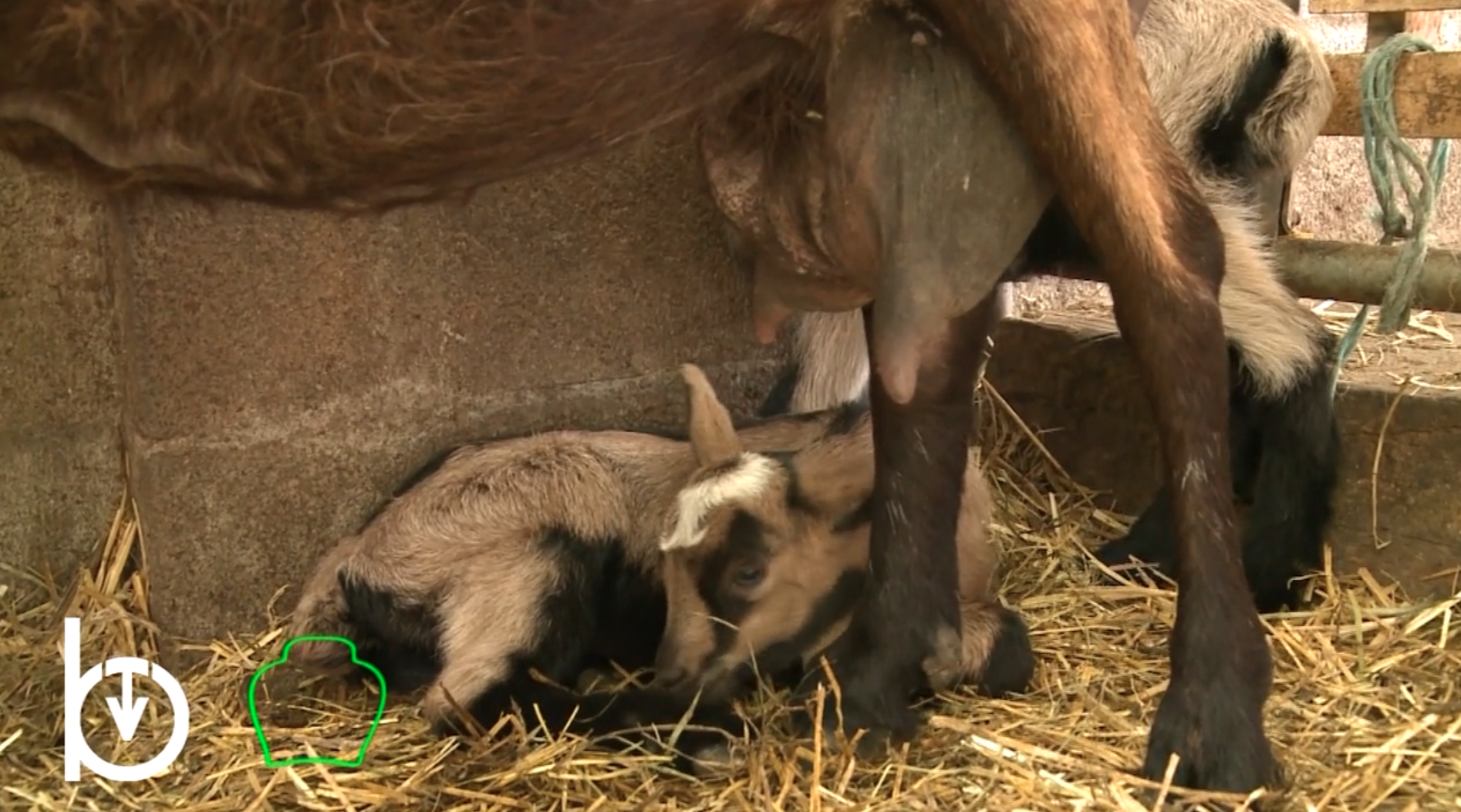 Rien qu’une vache – Élever des chèvres pour en tirer des fromages, de la viande et même… des confitures.