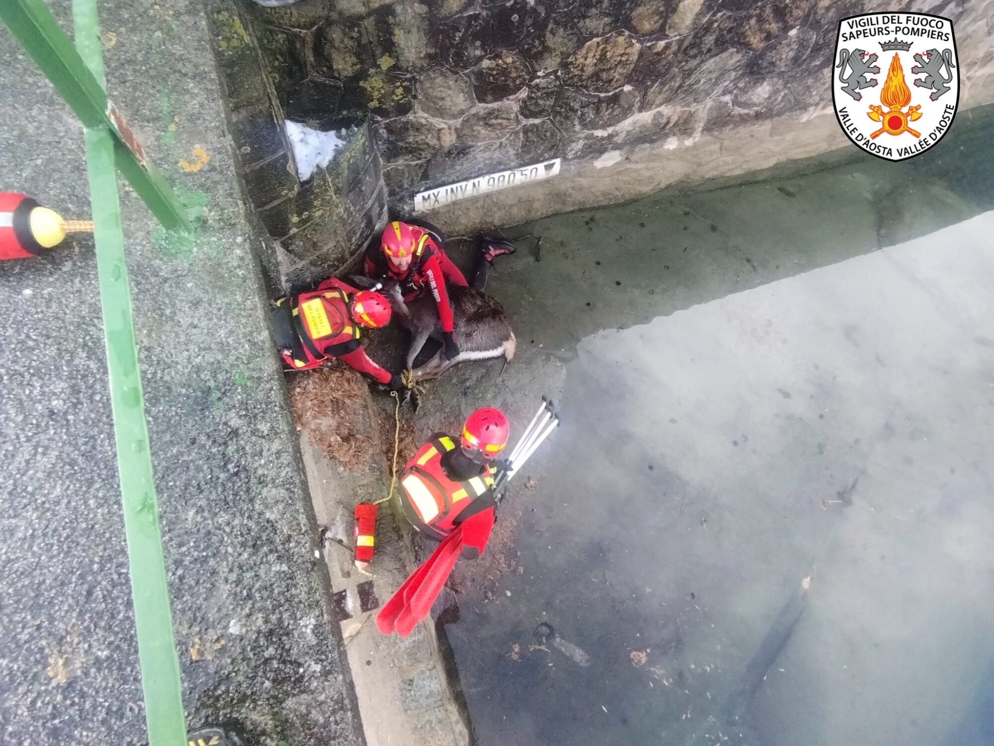 Issime: sfortunato intervento di salvataggio di una cerva