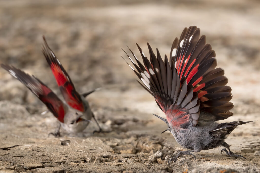 1u Fauna Selvatica Maurizio Giovannini