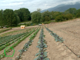 Rien qu\'une vache - L’agriculture biodynamique 