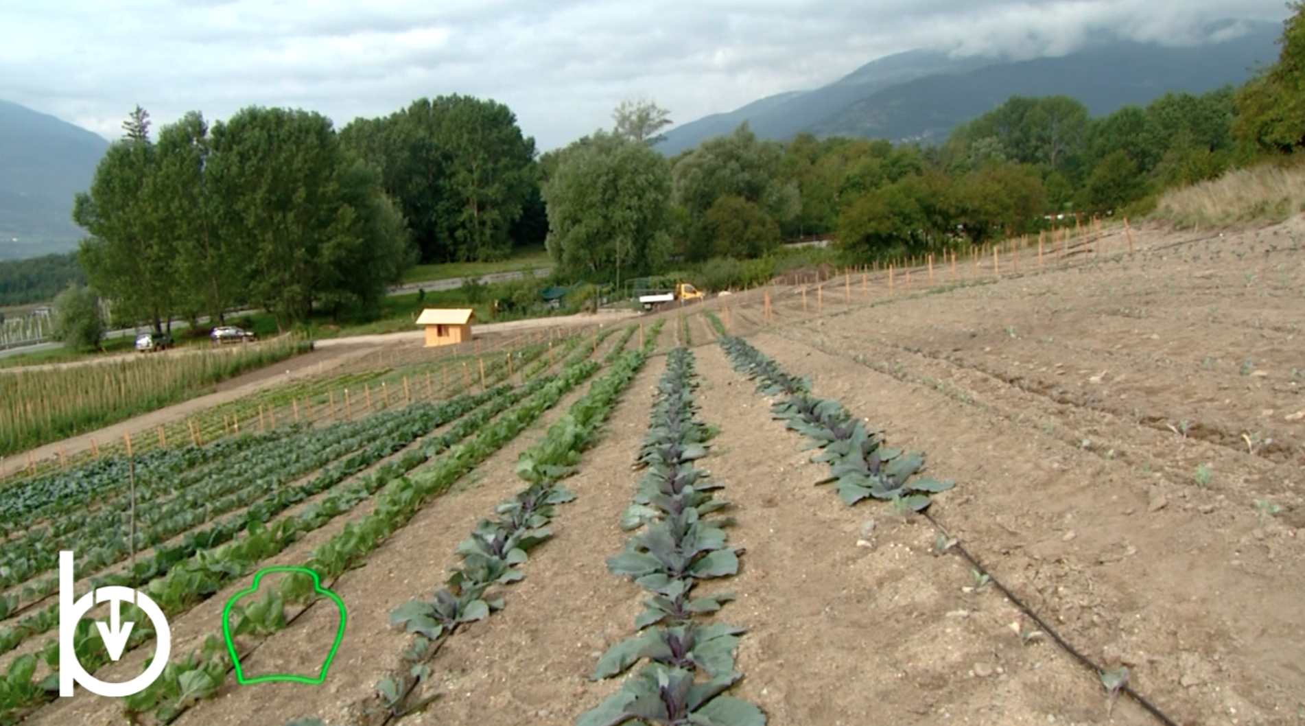 Rien qu’une vache – L’agriculture biodynamique 