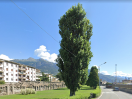 Aosta in bicicletta: in programma l\'abbattimento di 3 pioppi in via Carducci