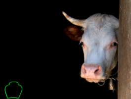 Rien qu\'une vache - Une étude pour analyser la capacité d’adaptation aux alpages dee vaches