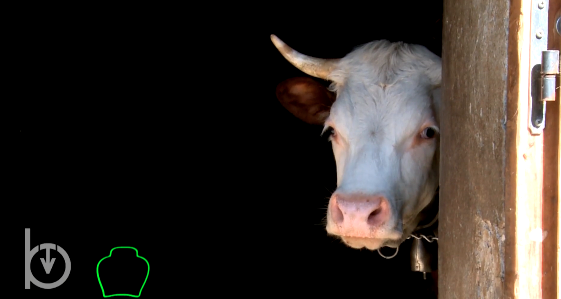 Rien qu’une vache – Une étude pour analyser la capacité d’adaptation aux alpages dee vaches