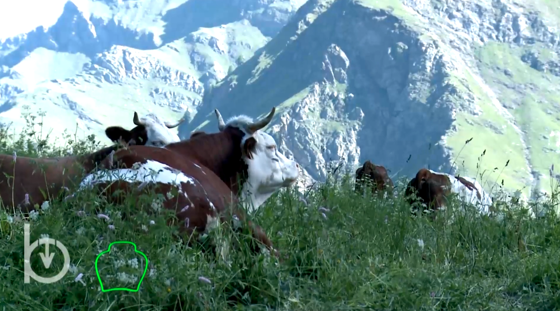 Rien qu’une vache – Le bien-être de la vache en faveur de la rentabilité