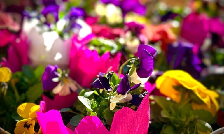 Associazione Viola: oltre 7mila euro raccolti con la vendita di violette