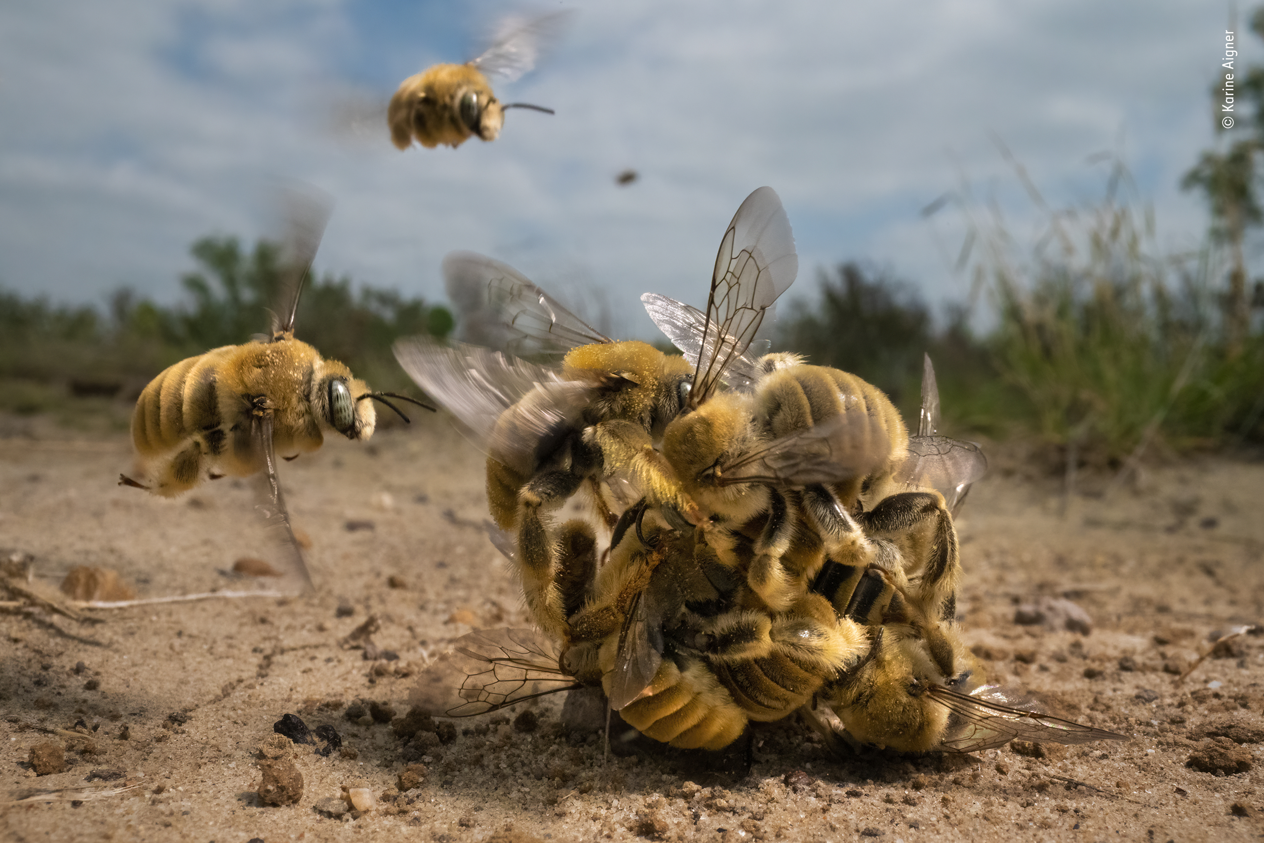 Al Forte di Bard, il Wildlife Photographer of the Year 2023