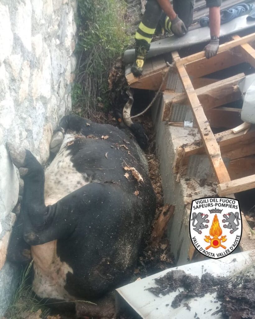 Mucca Roisan