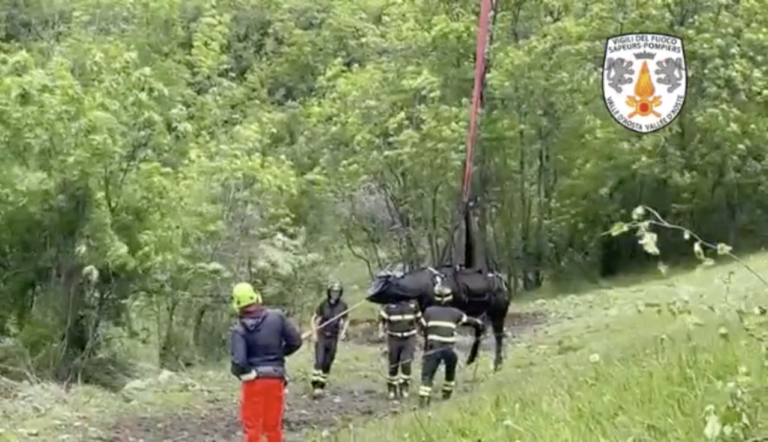 Roisan: i Vigili del fuoco salvano una mucca caduta da un terrapieno