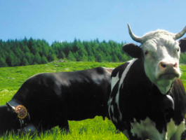In Val d\'Ayas, la tradizionale fiera del bestiame a Periasc