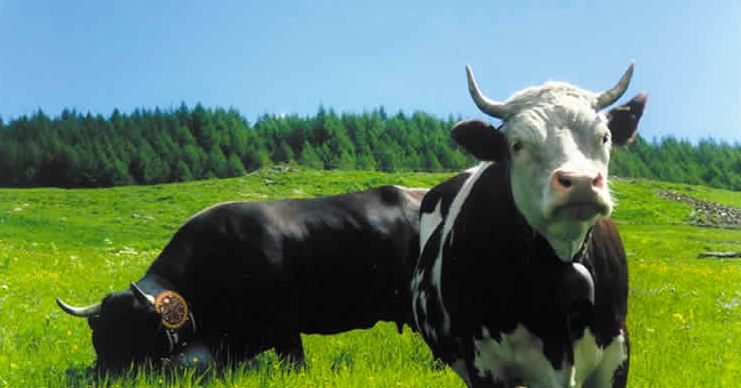 In Val d'Ayas, la tradizionale fiera del bestiame a Periasc