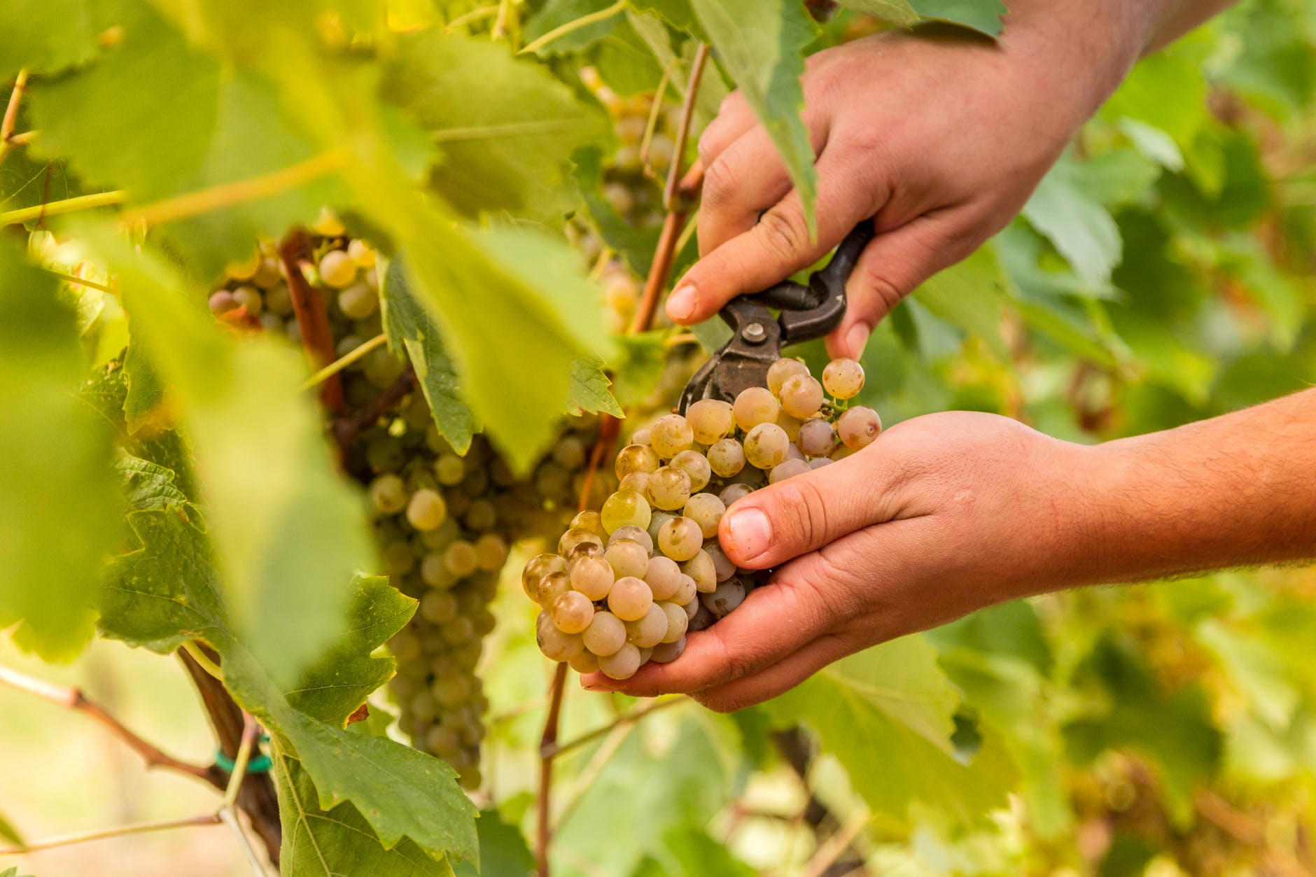 Iniziata la vendemmia 2026