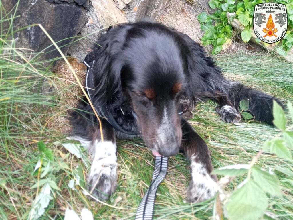 20230814 Cane Cogne