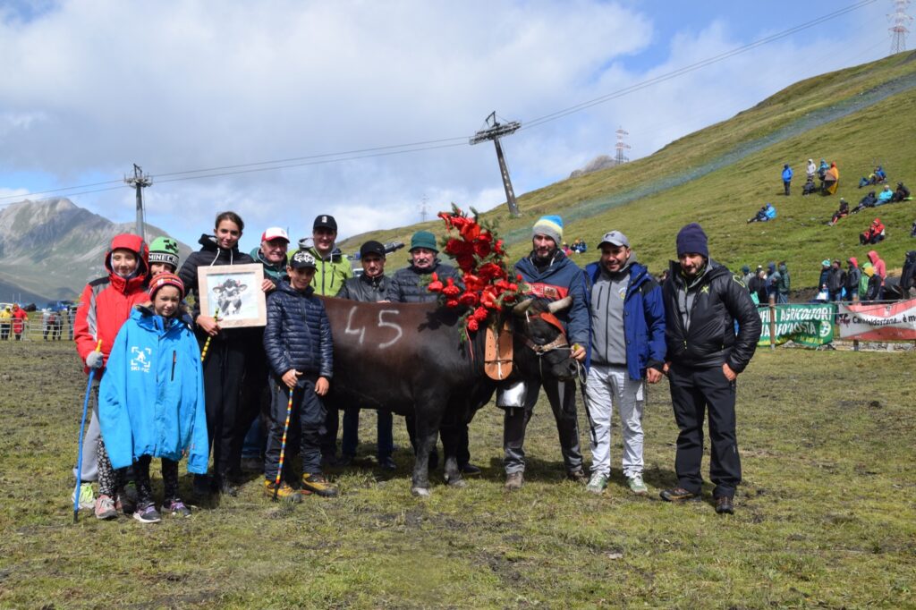 Batailles de Reines 2023 La Thuile