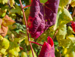 Difesa fitosanitaria: pubblicati due volantini informativi per viticoltori e frutticoltori