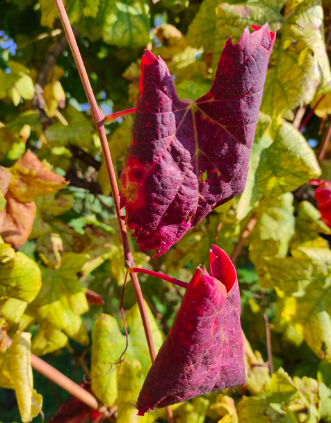Difesa fitosanitaria: pubblicati due volantini informativi per viticoltori e frutticoltori