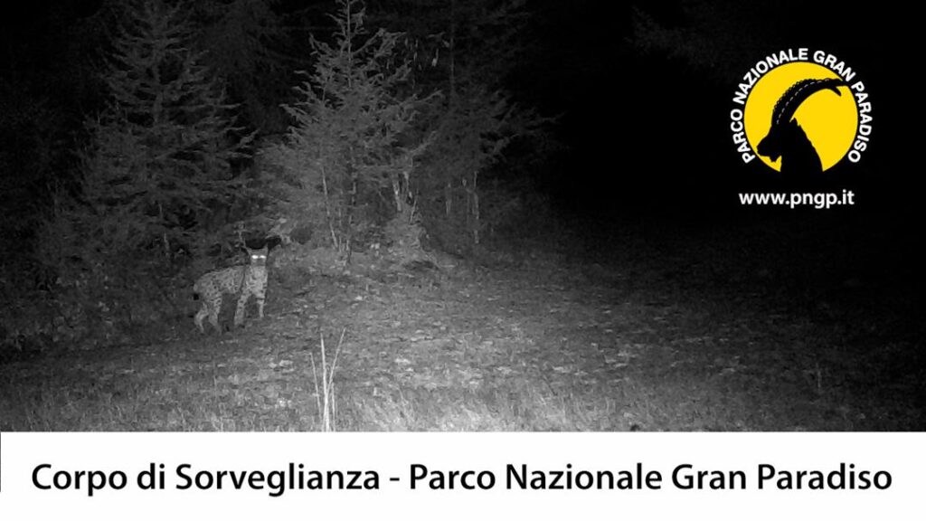 202311-valle-dapsta-parco-gran-paradiso-lince