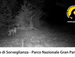 La lince nel Parco nazionale Gran Paradiso 2024