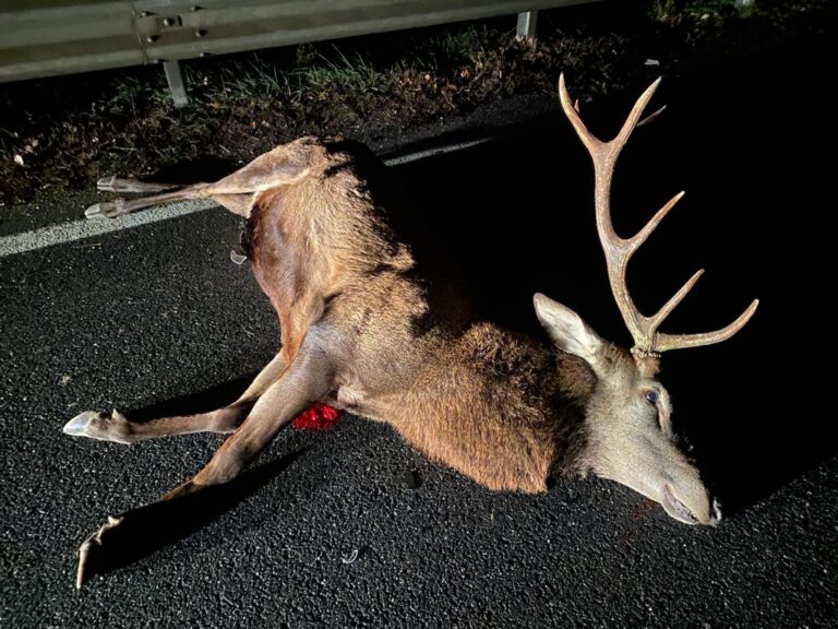 Verrayes: un cervo sulla SS26 causa un incidente stradale