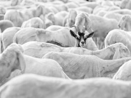 Percorsi. Fotografie di Silvano Ruffini al Forte di Bard