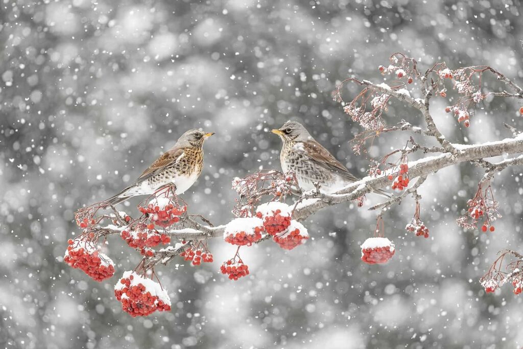 Bacche, cesene e mille fiocchi di neve